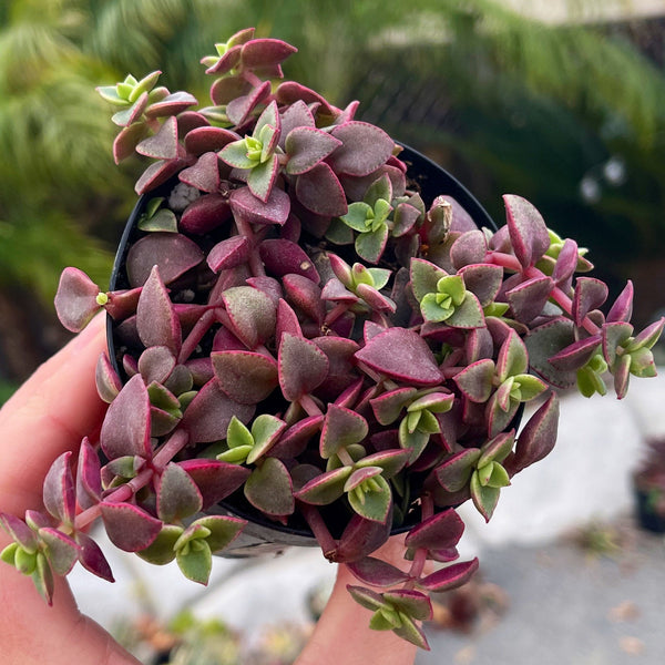 calico kitten succulent plant Calico Kitten Variegata - Crassula Marginalis Rubra Variegata | Houseplant | Trailing Plant