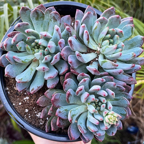 Sedeveria Blue Elf