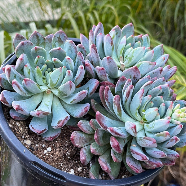 blue elf succulent flowers Sedeveria Blue Elf