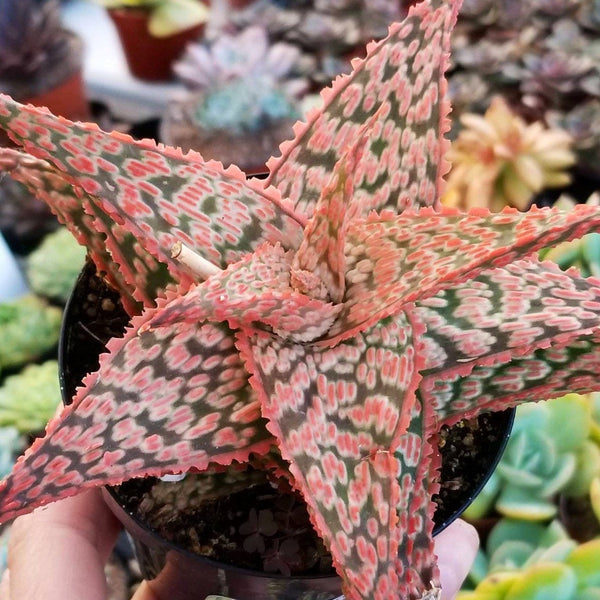 Aloe Firecracker Dwarf Aloe