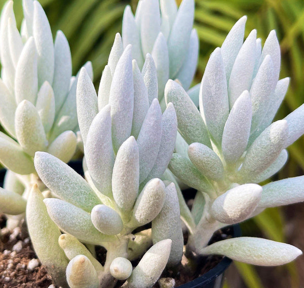 succulent white fuzzy Senecio Haworthii Cocoon Plant | Live Succulent Plant | White Fuzzy Soft Succulent | Houseplant | Indoor Plant