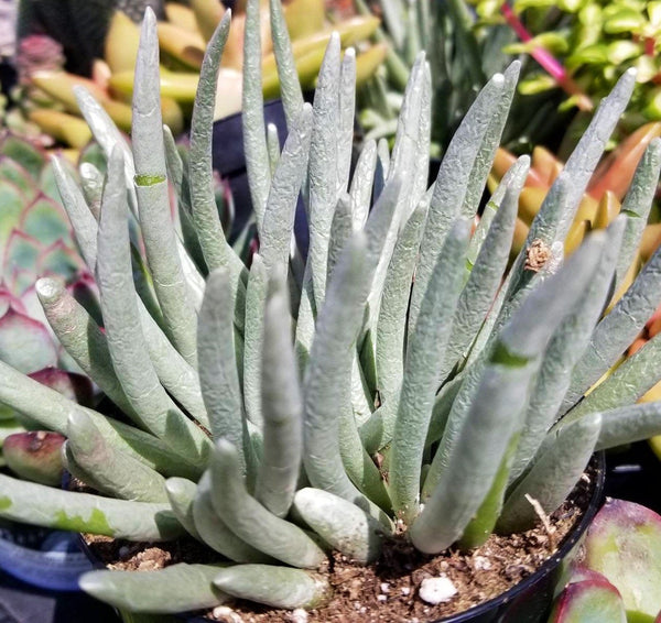 silver leaf succulent Senecio Scaposus Silver Coral