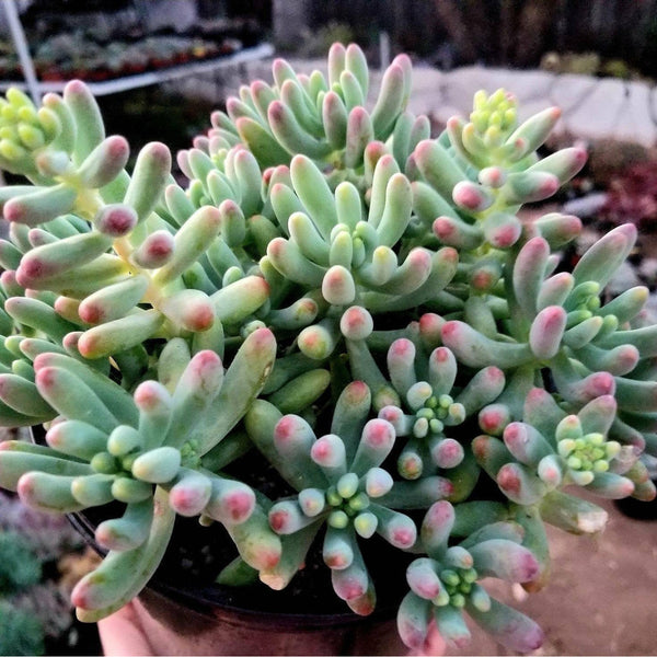 purple jelly bean succulent Sedum Pachyphyllum Blue Jelly Beans
