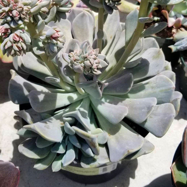misty lilac succulent Echeveria Misty Lilac