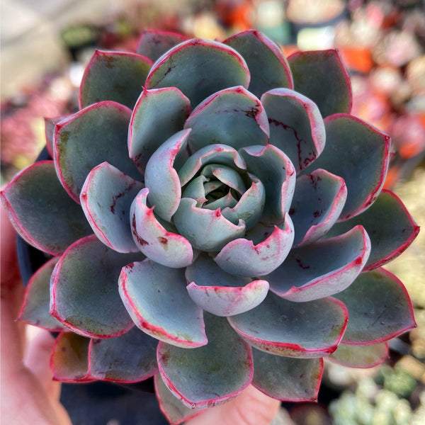 where to buy korean succulents online Import Echeveria Hera