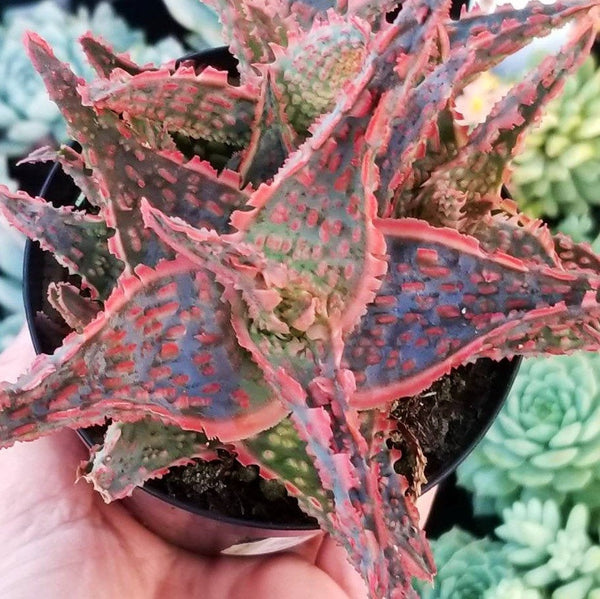 Aloe Oik Dwarf Aloe