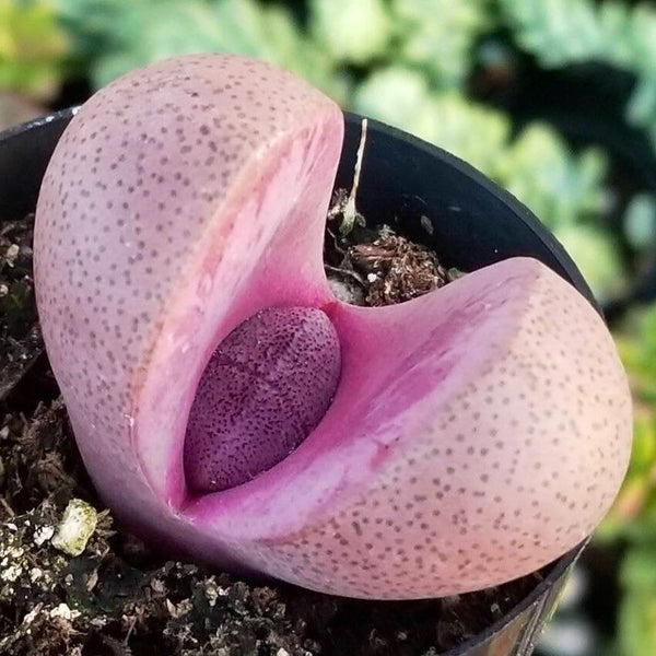 mimicry succulent Pleoispilos Nelii Royal Flush | Purple Lithop