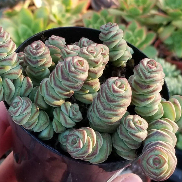 Crassula Perforata Baby Necklace | Succulent Plant - Succulent Sunset  Designs