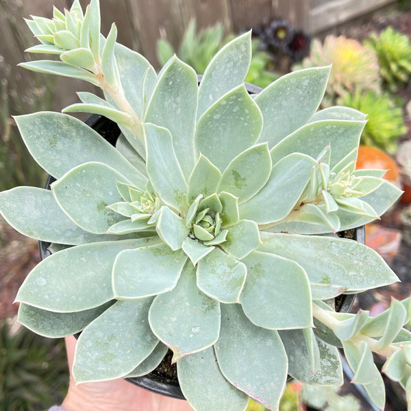 dudleya succulent rare Rare Echeveria Dudleya Hybrid