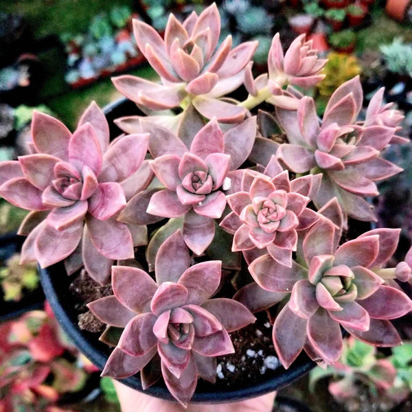california sunset succulent Graptosedum California Sunset
