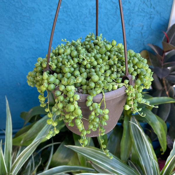 succulents that look like grapes Senecio Rowleyanus String of Pearls |Houseplant Succulent | Trailing S