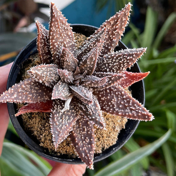 Aloe Tarantula -Star Aloe - Succulent Sunset Designs