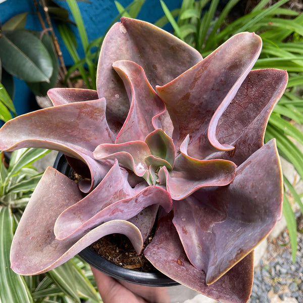 purple leaf succulent plant Echeveria Purple Pearl | Large Full Sun Succulent | Large Echeveria