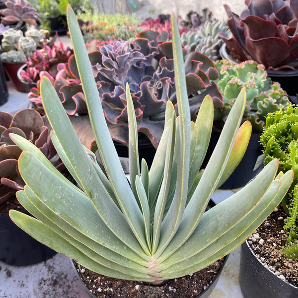 fan succulent plant Aloe Plicatilis - Fan Aloe Rare | Fan Aloe Tree