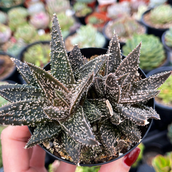 tarantula succulent Aloe Tarantula -Star Aloe