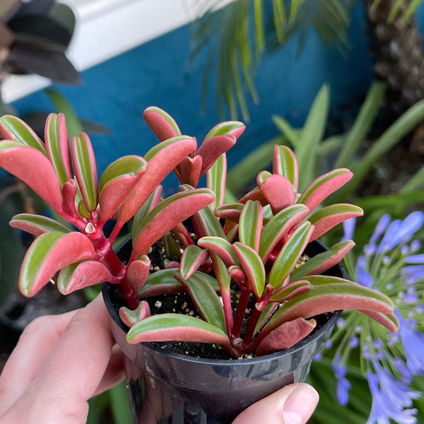 graveolens succulent Peperomia Graveolens - Ruby Glow