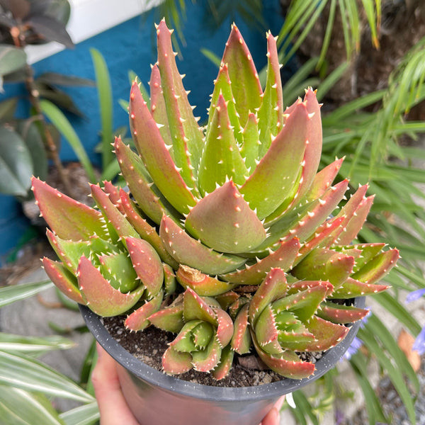 gold tooth aloe vera plant Aloe Nobilis