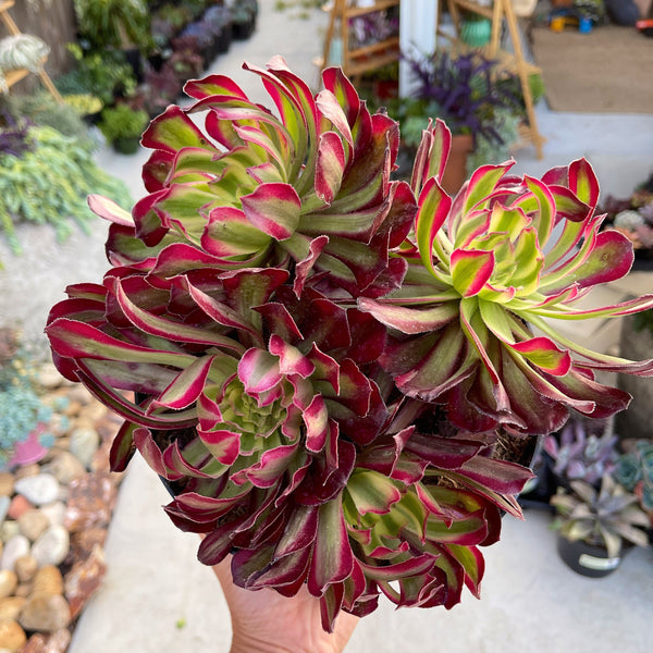 succulent mardi gras Aeonium Mardi Gras