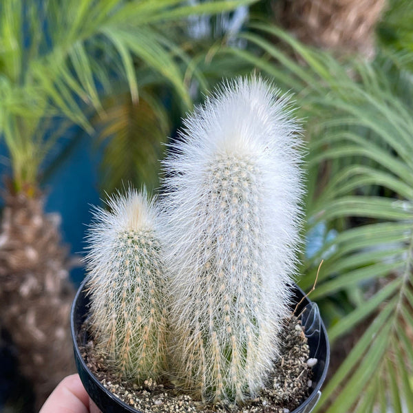 torch plant succulent Silver Torch Cactus
