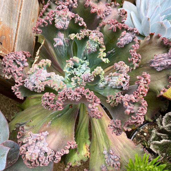 Echeveria Gorgon's Grotto from my personal collection. So