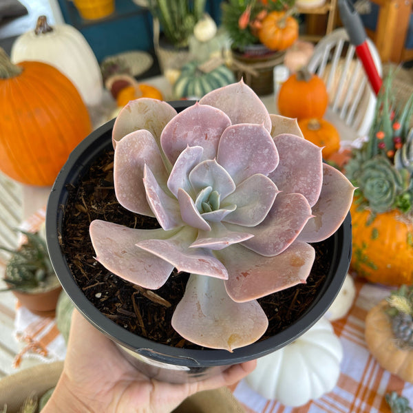 Echeveria Cream Puff | Live Succulent Plant | Pearlescent Succulent