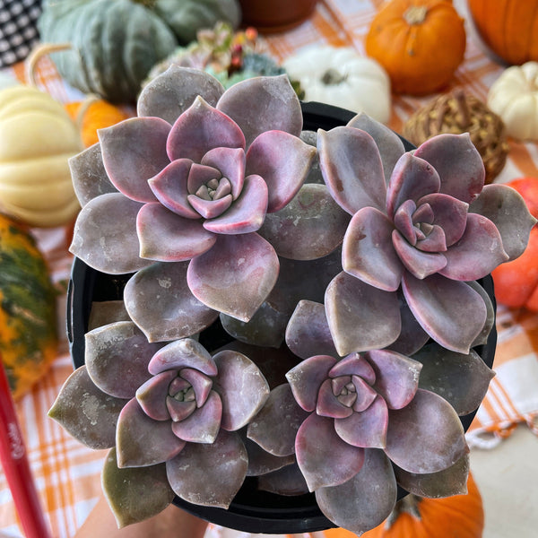 purple delight succulent care Graptopetalum Purple Delight