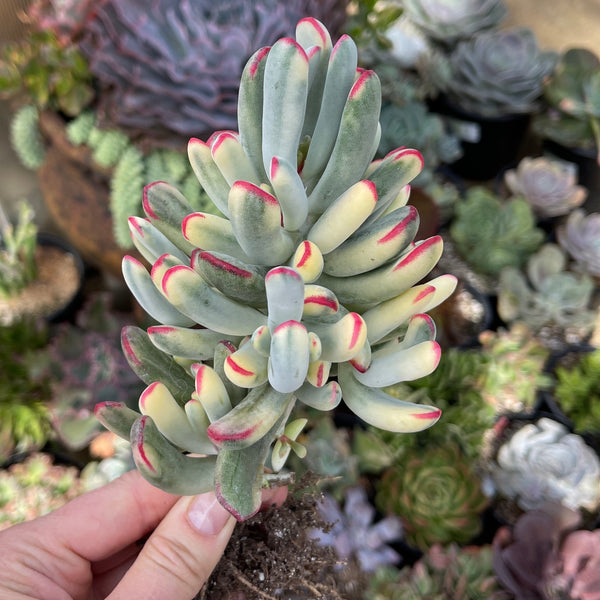 cotyledon orbiculata variegated succulent Cotyledon Orbiculata Variegata Long Form Plant
