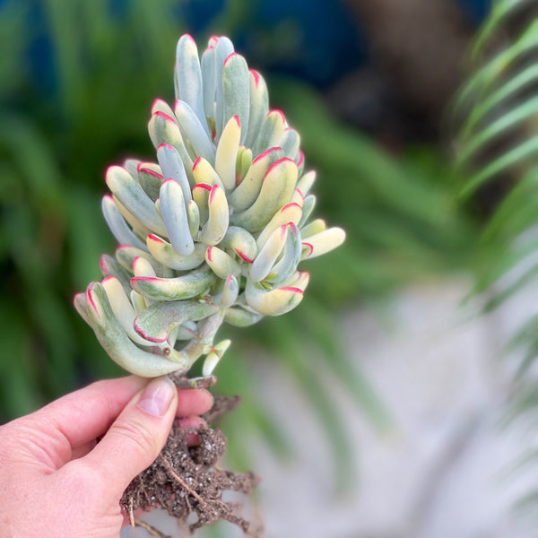 Cotyledon Orbiculata Variegata Long Form Plant