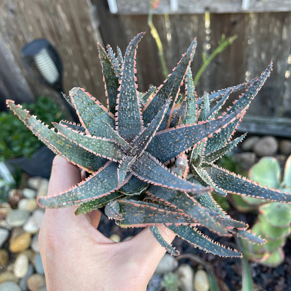 Aloe Purple Haze Dwarf Aloe - Succulent Sunset Designs