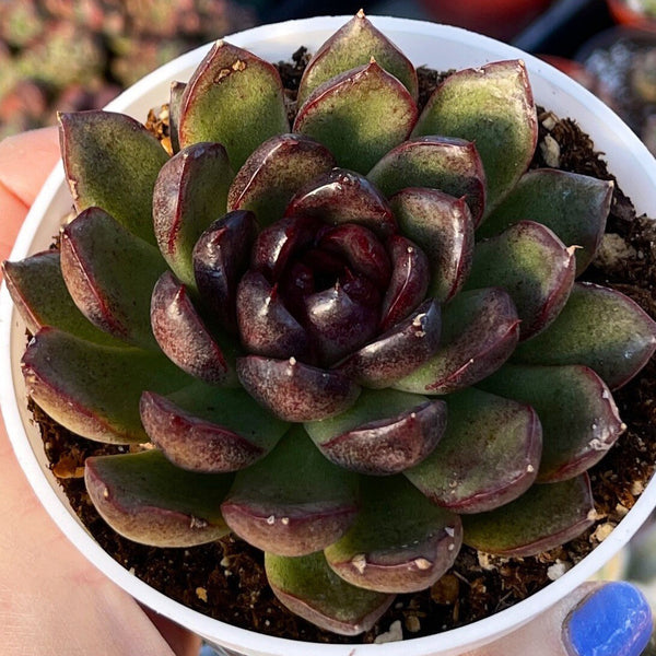 variegated black prince echeveria #succulent Echeveria Black Rose
