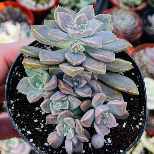 succulents bernal heights Graptopetalum Bernalense