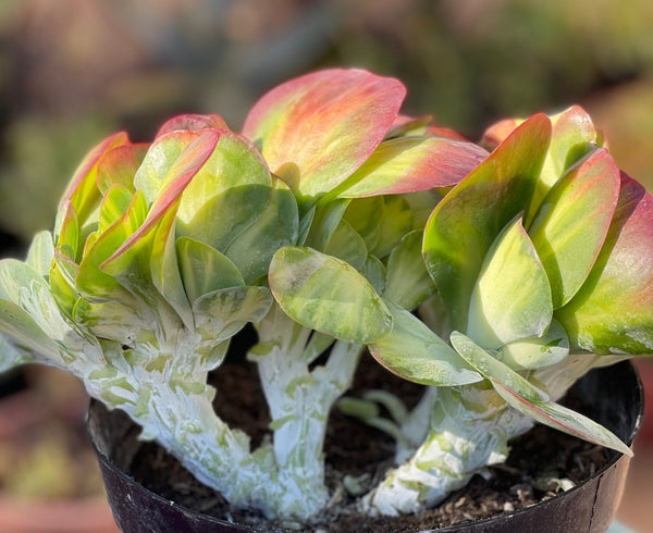 mermaid plant succulent Kalanchoe Fantastic Variegated Crest - Mermaid Tail Plant