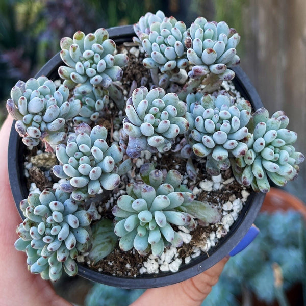 blue jelly bean succulent Graptophyllum Blue Beans