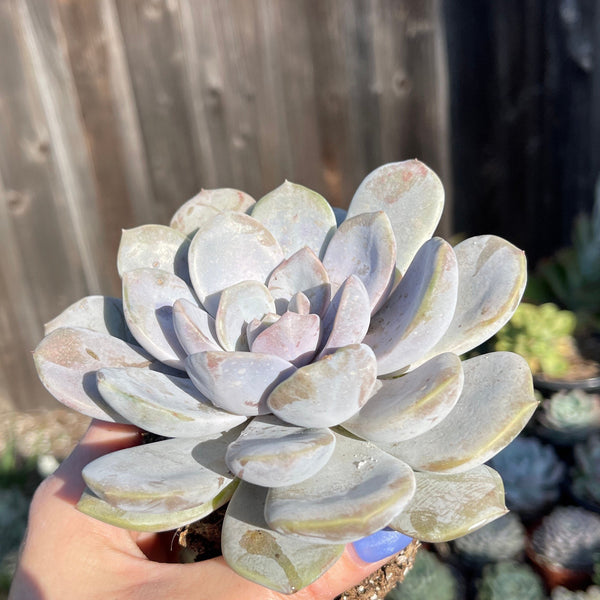 tiramisu succulent Echeveria Tiramisu