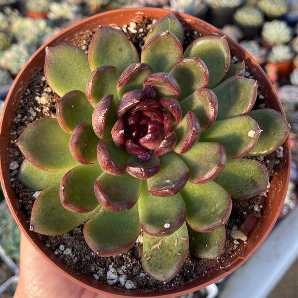 echeveria black rose succulent Echeveria Black Rose