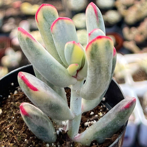Cotyledon Orbiculata Variegata