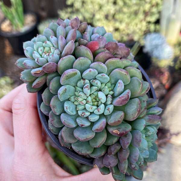 Jungle Fatigue ファティーグ OVY KAJA echeveria Jungle Fatigue ファティーグ OVY KAJA echeveria Echeveria