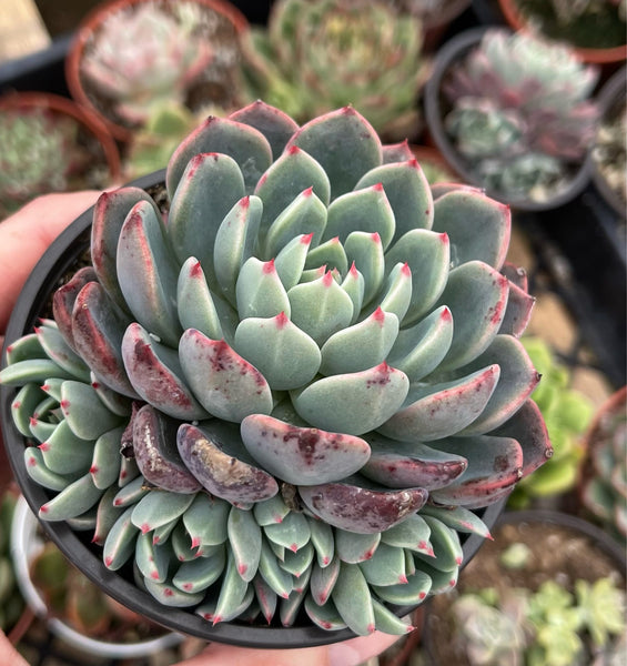 echeveria apus succulent plant Echeveria Nanahukumini