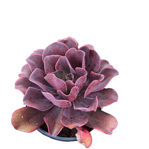 reddish-purple succulent Echeveria Hortencia