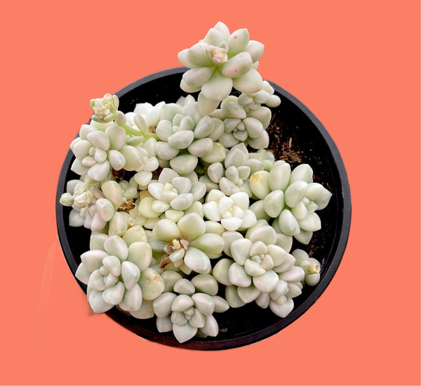 mendozae succulent Graptopetalum Mendozae Variegated
