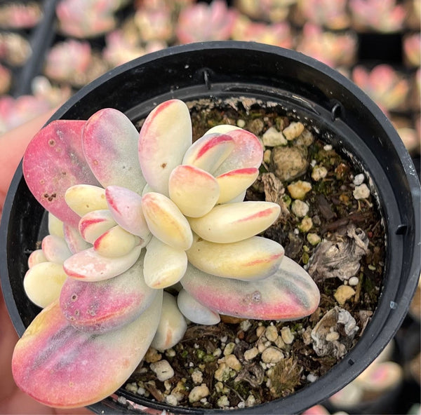 cotyledon orbiculata variegated succulent Cotyledon Orbiculata Variegata