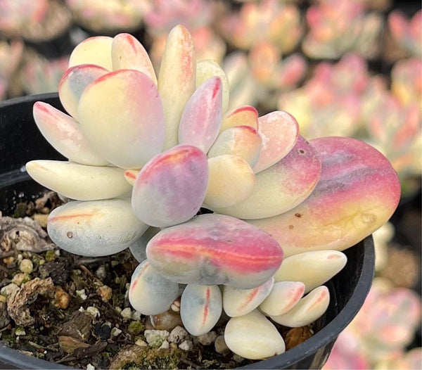 succulent cotyledon Cotyledon Orbiculata Variegata