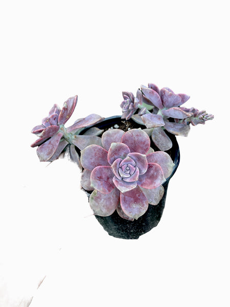 Graptopetalum Purple Delight