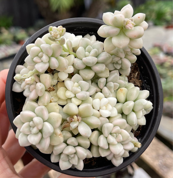 Graptopetalum Mendozae Variegated