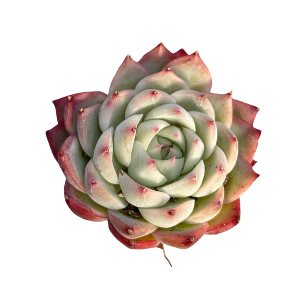 pink compact rosette korean succulent pink leaves