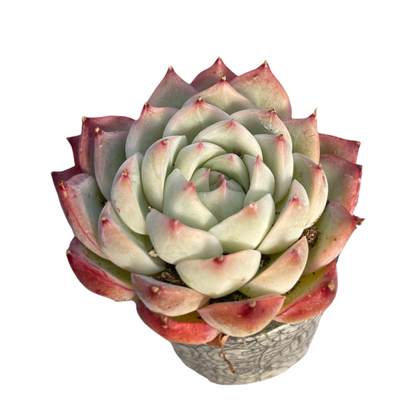 Echeveria Pink Crystal