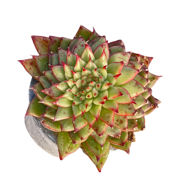 Echeveira rain start yellow star shaped succulent rosette with pointy red tips