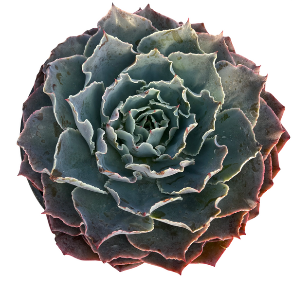 Echeveria large rosette succulent full sun drought tolerant pink and blue waved leaves