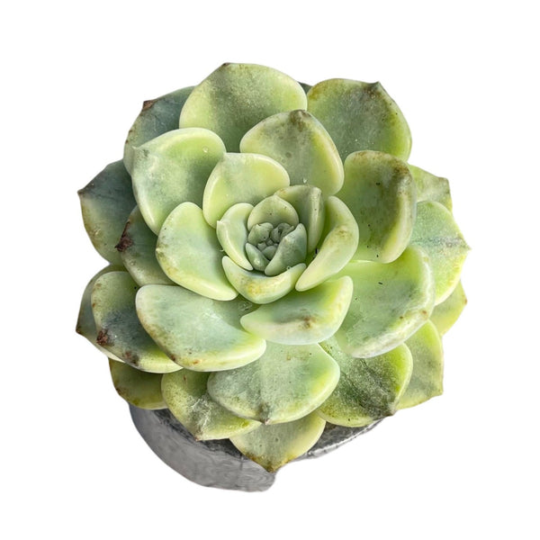 cream puff succulent Echeveria Cream Puff | Live Succulent Plant | Pearlescent Succulent