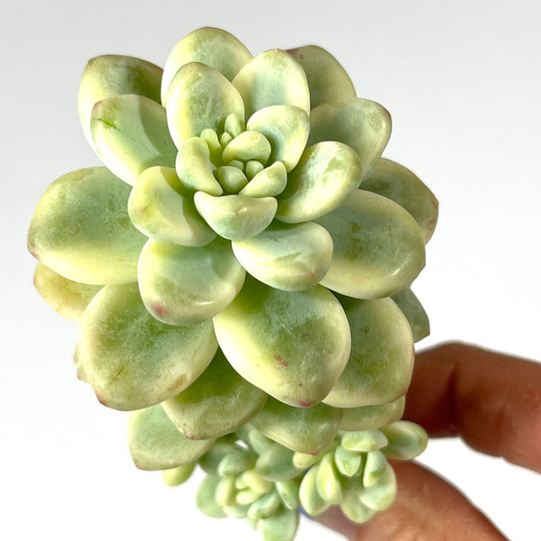 Import Sedum Clavatum Variegata